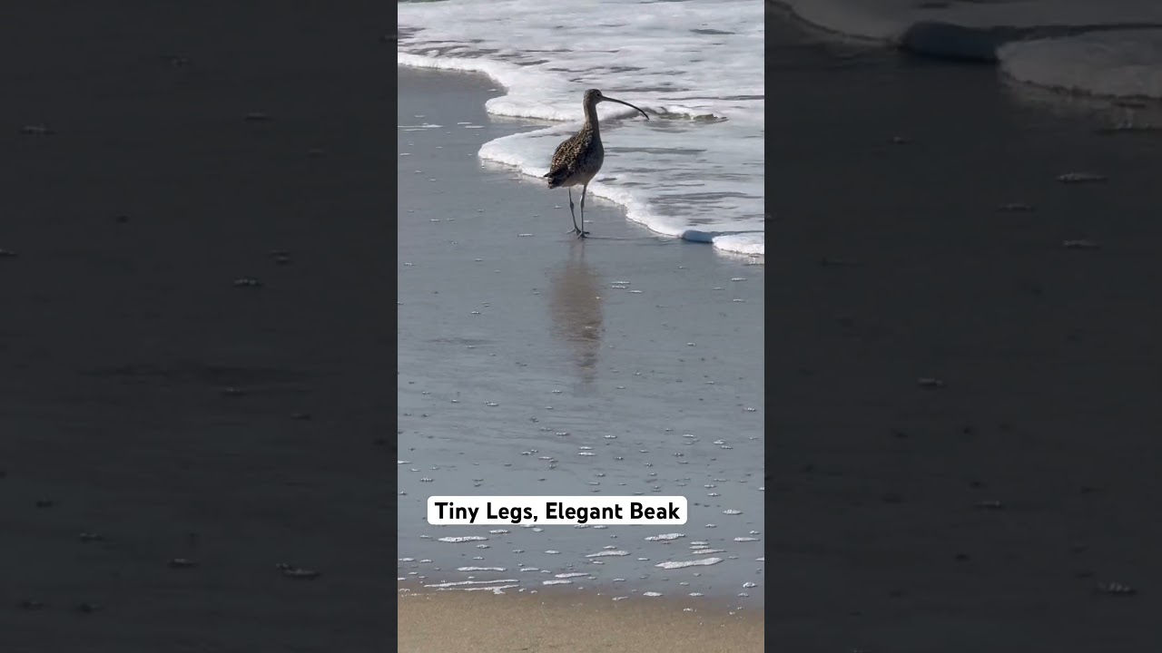 Can You Believe These Tiny Legs and Beak? 