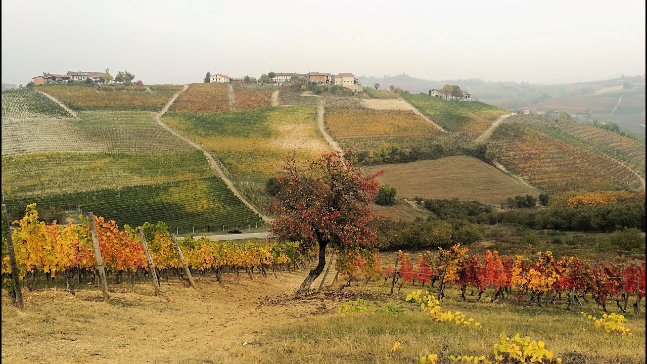 In bicicletta nelle Langhe - un paesaggio autunnale tra le vigne e nella nebbia