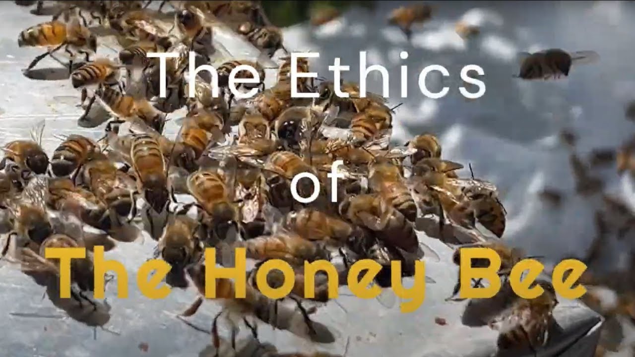 The Ethics of Honey Bees by Emma Gargiulo