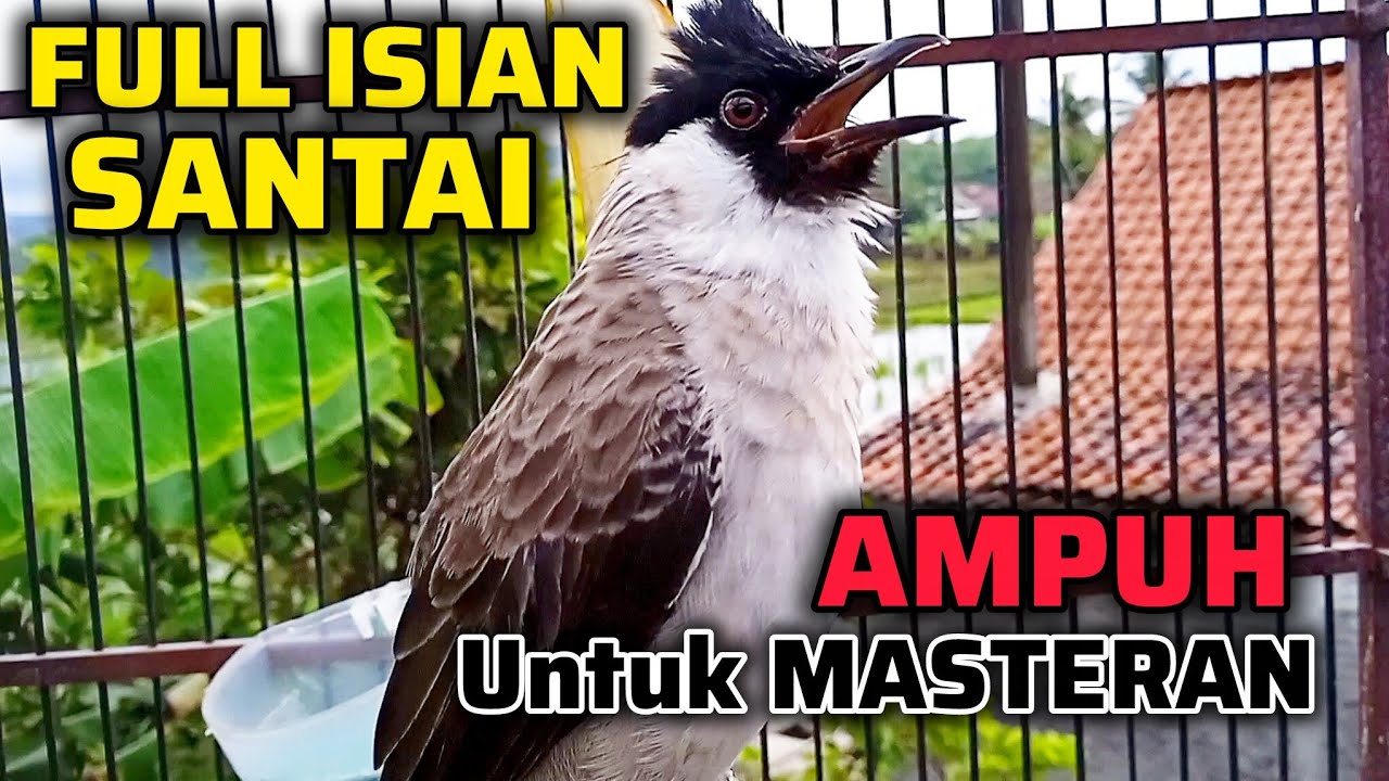 KUTILANG GACOR FULL ISIAN NGEPLONG SANTAI PALING AMPUH UNTUK MASTERAN KUTILANG BAHAN