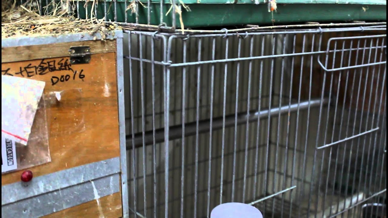 直擊 丹尼家族鸚鵡主題館繁殖場