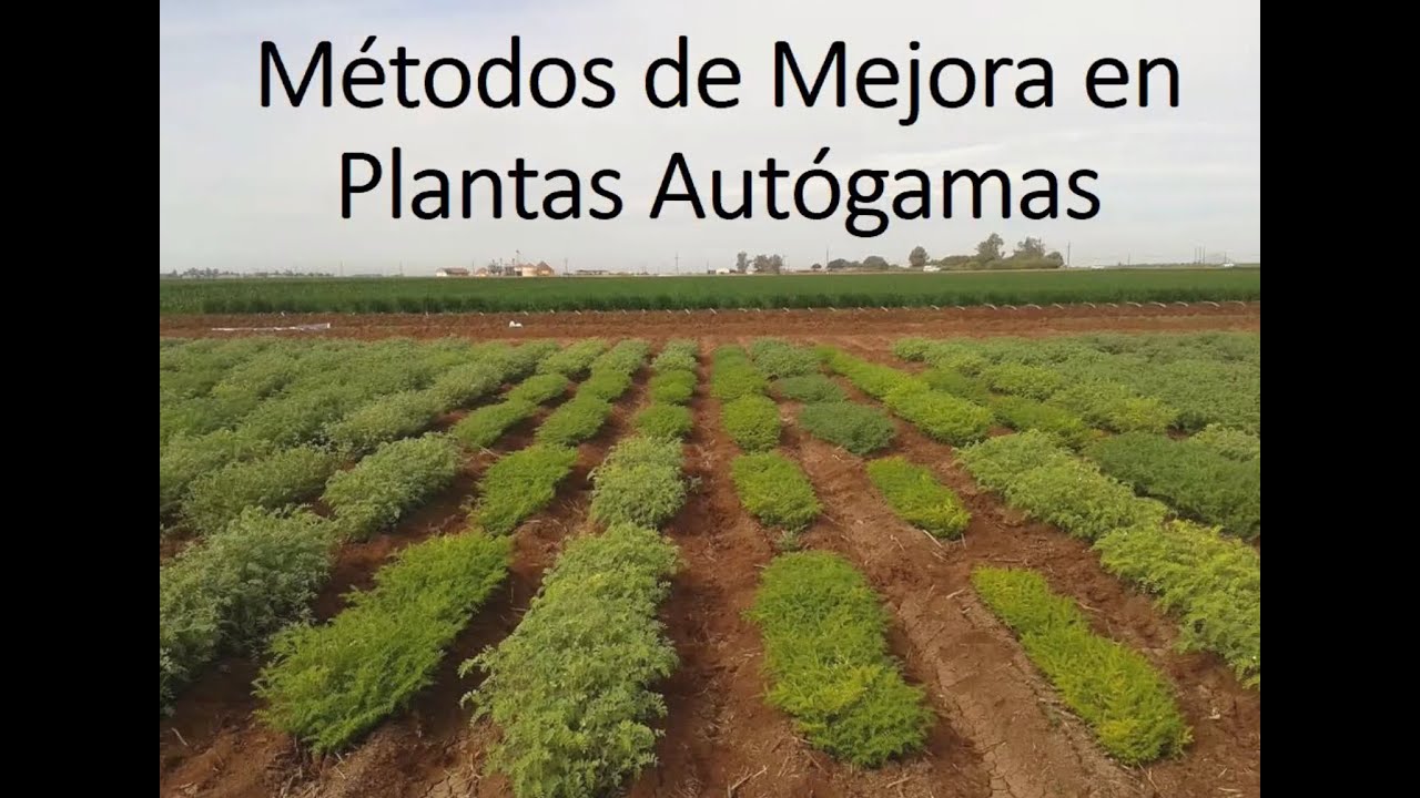 Métodos de mejora en plantas autógamas