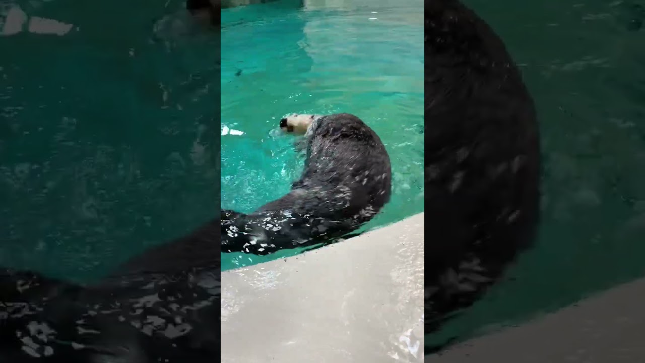 《鳥羽水族館》ラッコのキラちゃんに雪だるまをプレゼントしてみた☃️ #鳥羽水族館 #tobaaquarium #ラッコ #ラッコのキラちゃん #seaotter