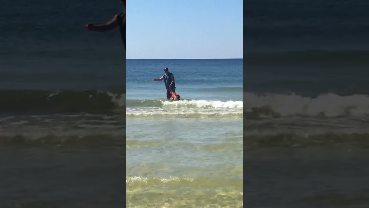 Sadie Lady Swimming in the Ocean #Beach- Belgian Malinois