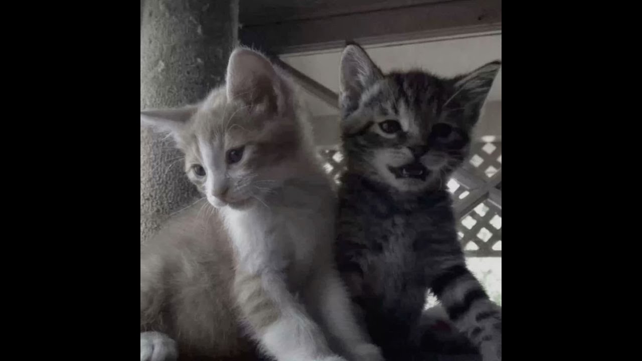 From the Start by Laufey covered by a cat
