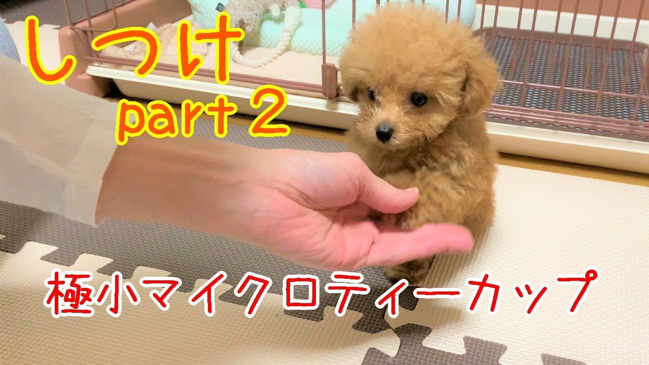 【極小マイクロティーカップ】生後68日目からのしつけpart２　８日間でお座り～待てを完璧マスター！！【トイプードル】【マイクロティーカッププードル】【toy poodle】【犬】