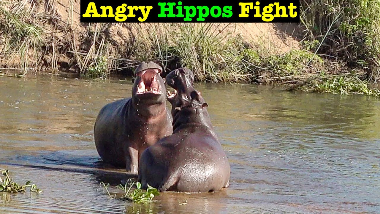 Ep51 The Territorial Battle of Hippos and Dominance Display | Ngwenya lodge | kruger National park