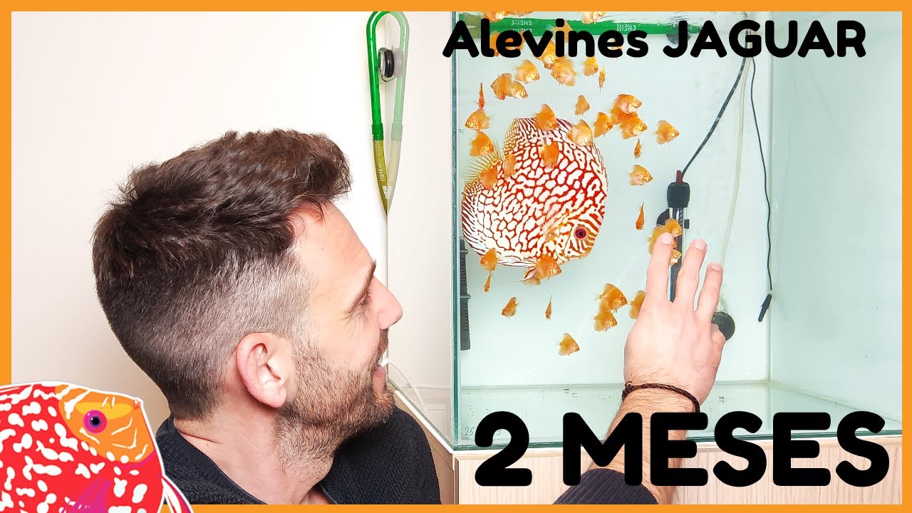 Alevines Checkerboard JAGUAR criados en casa con 2 meses | AQUARIS Peces Disco