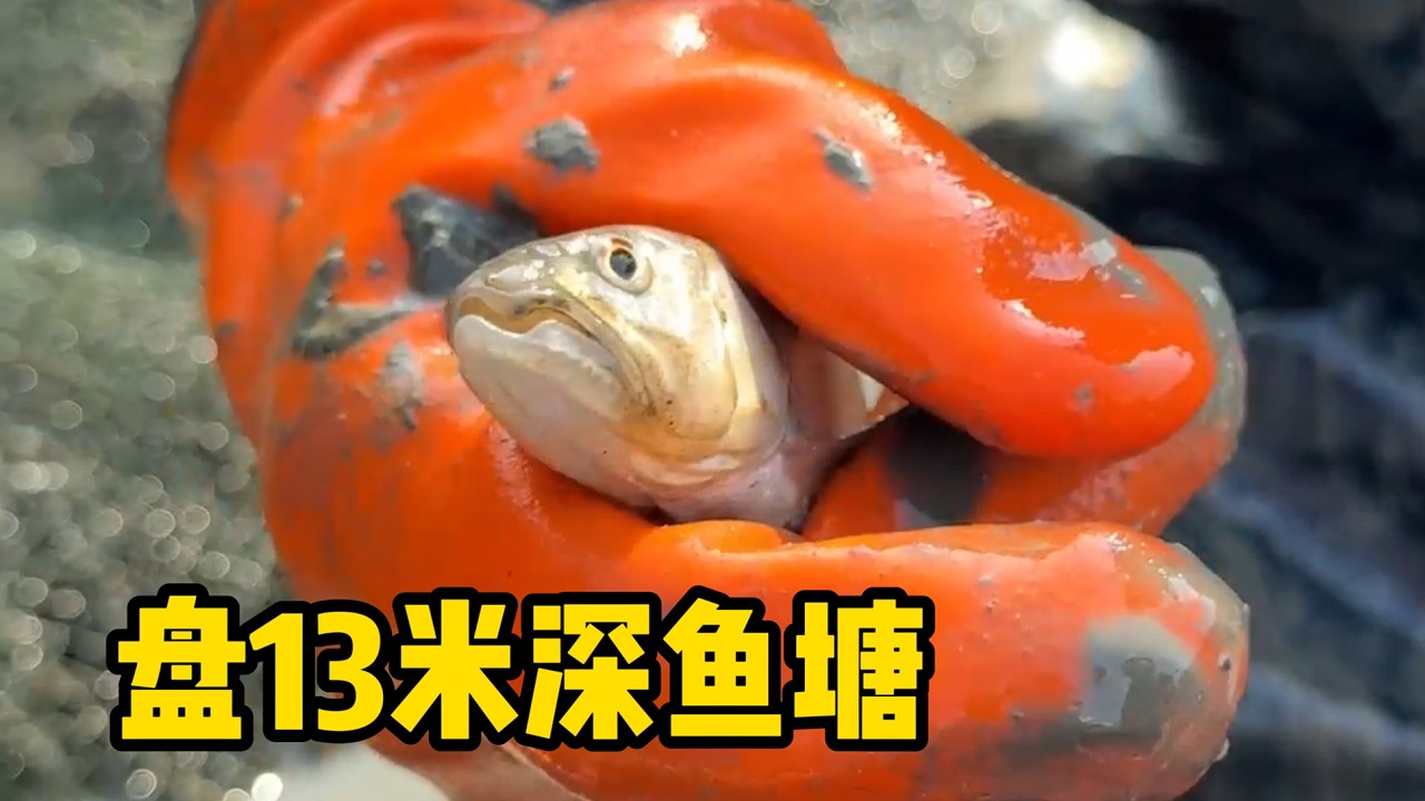 36000包了个13米深的大鱼塘，听说有七八千斤鱼，看看这把是赚还是亏。