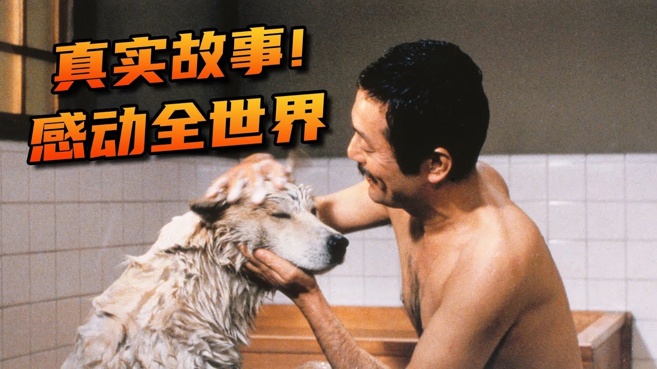 真實故事改編！超100萬人只看過它的翻版，卻不知道原版更催淚《忠犬八公物語》