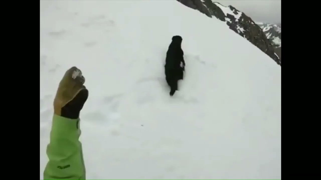Perro Hace 17 volteretas mientras cae por una monta&ntilde;a nevada | My name is giovanni giorgio