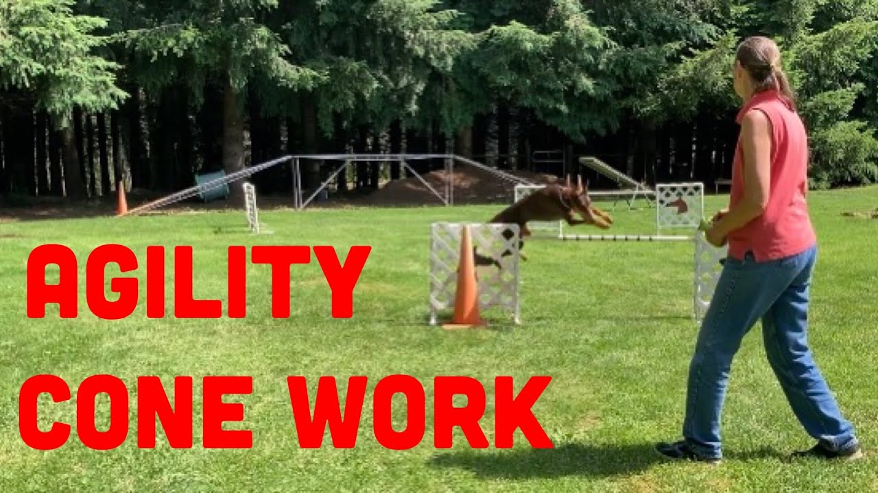 How to Train Your Dog to Perform Agility Obstacles Independently