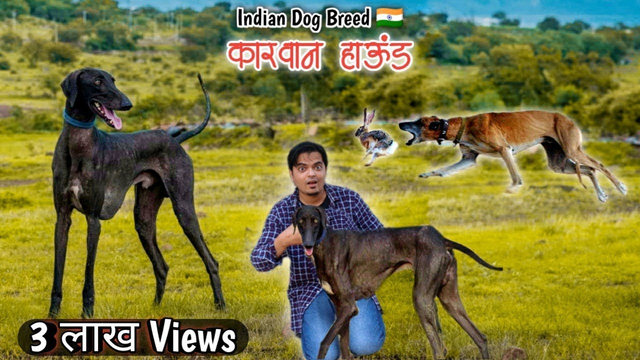 Maharashtra ki Shaan Caravan Hound | The Indian Dog Breed | My Indian Pets