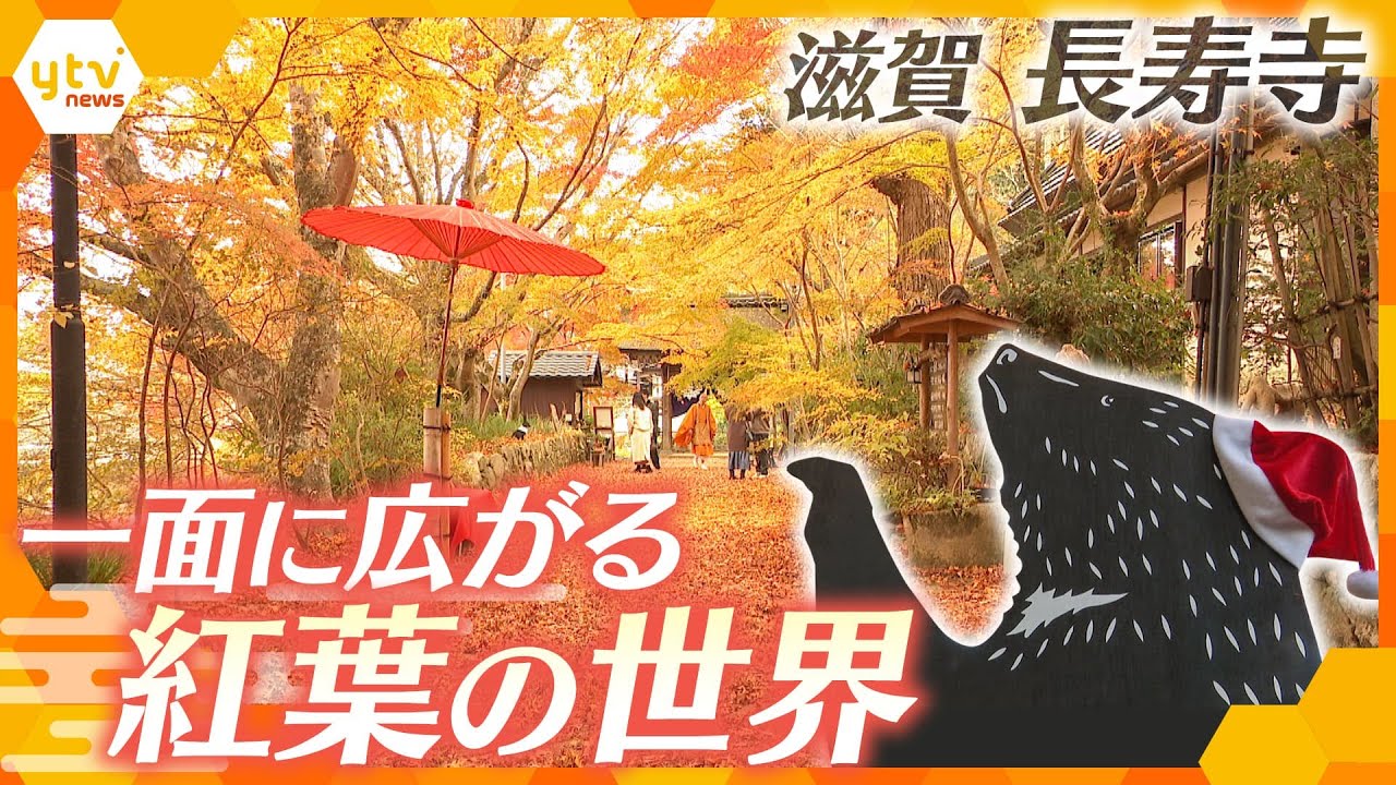 国宝「長寿寺」　冬を彩る一面のもみじと可愛らしい“動物”が人々を魅了　赤から黄色のもみじの絨毯のグラデーション　夜のライトアップも魅力【かんさい情報ネット ten.】