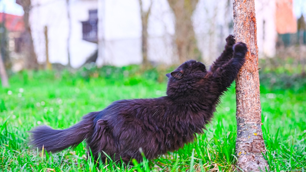 Petit Is Very Serious About His Claws | No AI, No Music