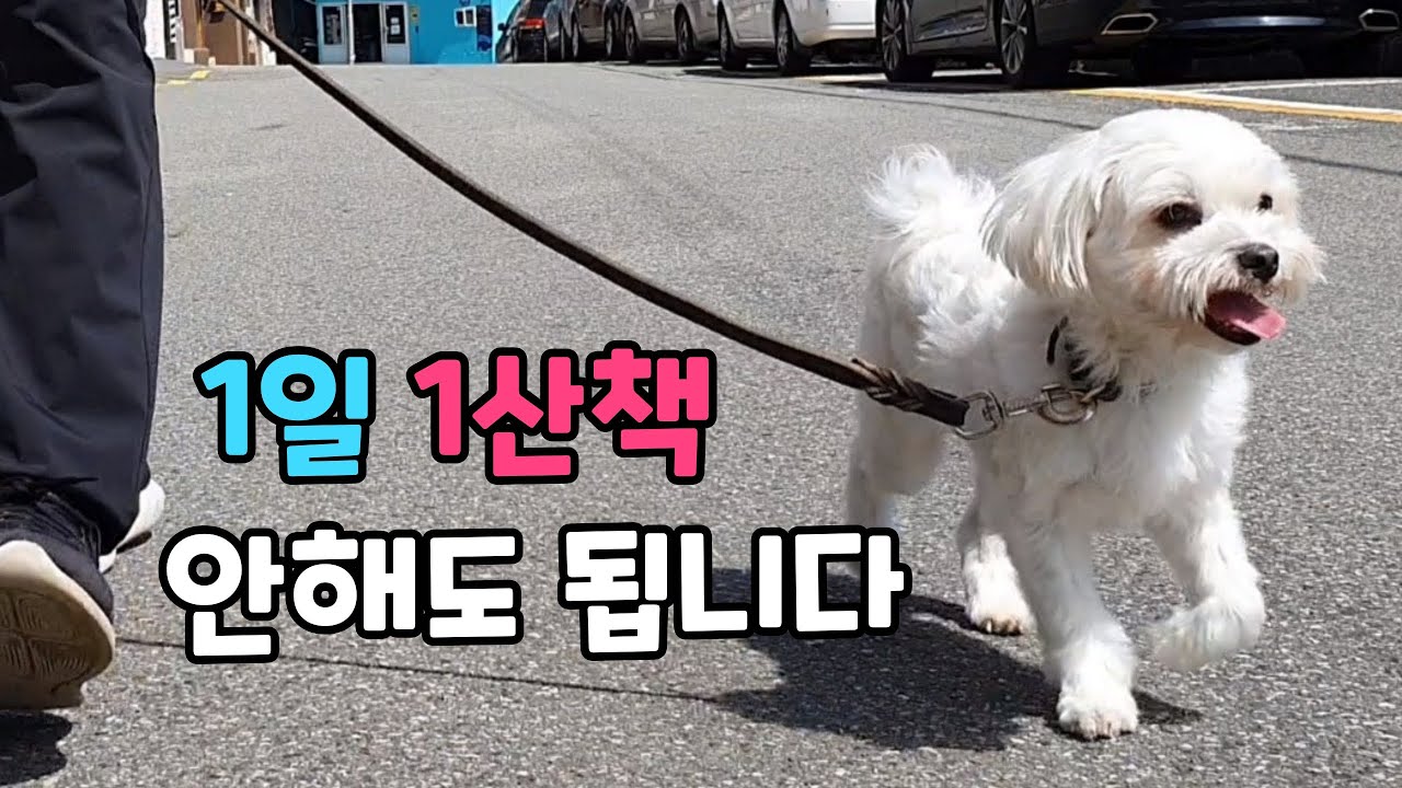 강아지 산책 매일 안나가도 됩니다. 1일 1산책에 집착할 필요없어요.