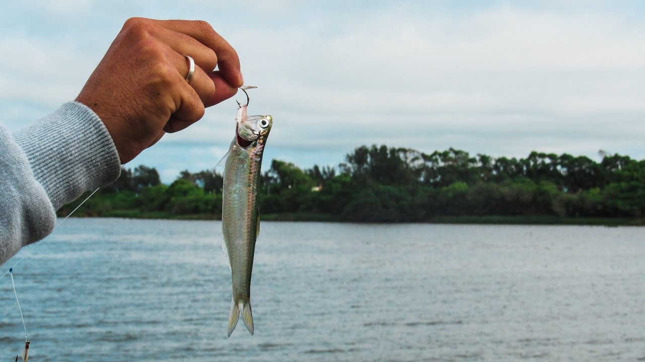 PESQUE A SUA PRÓPRIA ISCA | Pescaria de Manjuba / Sardinha na Ponte de Tramandaí