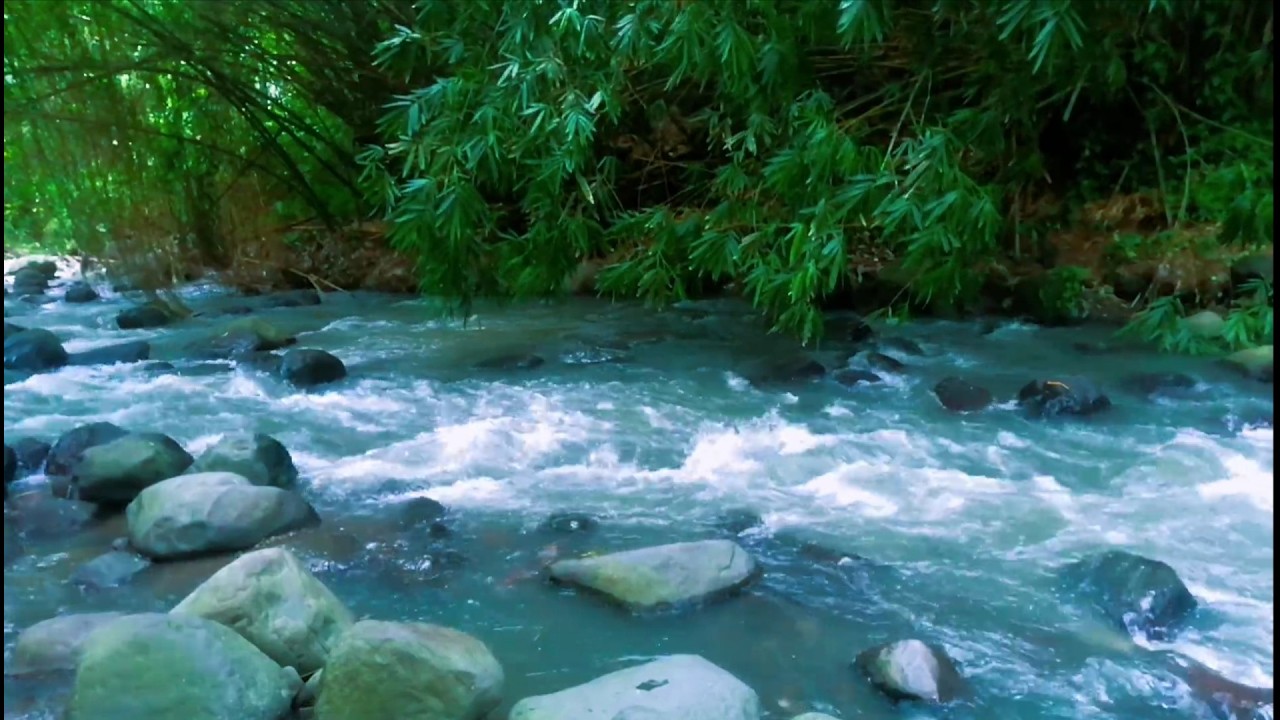 Tranquil River Ambience – Soft Stream and Forest Sounds for Deep Sleep and Inner Peace