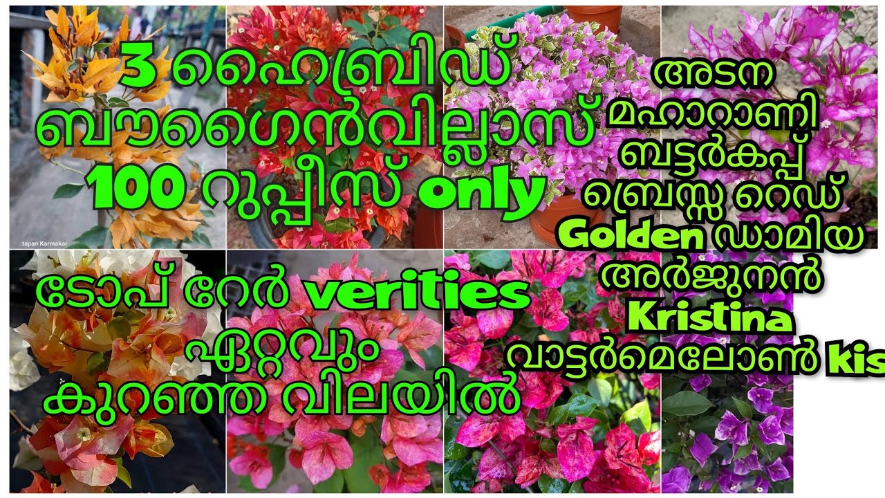 3 വെറൈറ്റി ഹൈബ്രിഡ് ബൗഗൈൻ വില്ല plants 100 റുപ്പീസ് only, ടോപ് റേർ ബൗഗൈൻവില്ല ഏറ്റവുംകുറഞ്ഞ വിലയിൽ 🥰