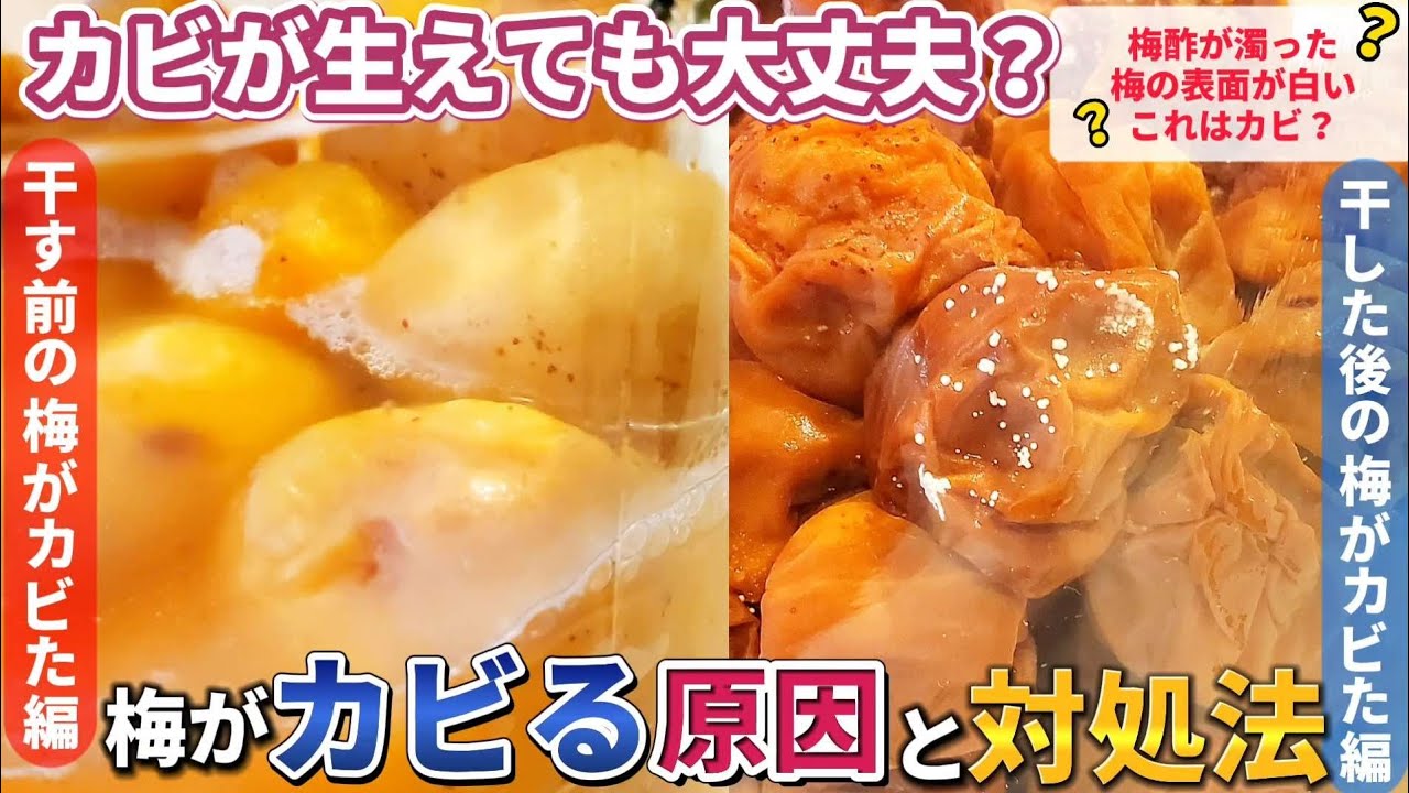 カビが生えても捨てないで！梅にカビが生える原因と対処法、カビの見分け方まで梅仕事のトラブルを丁寧に解説