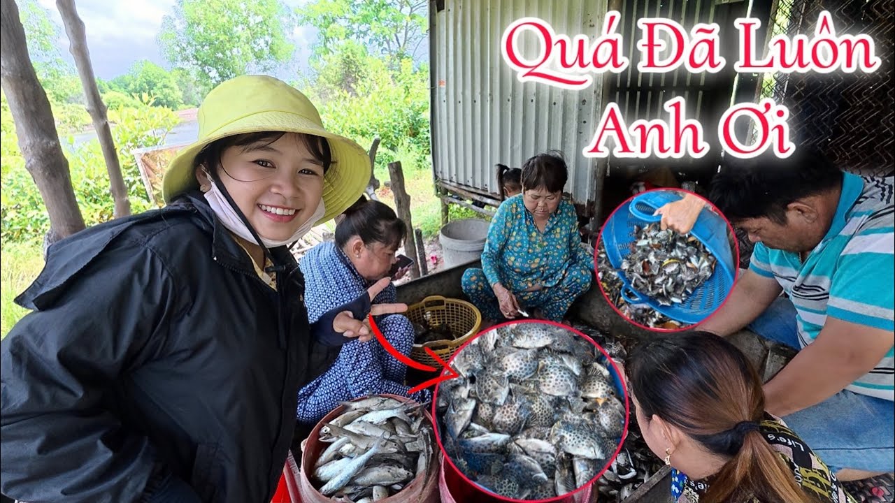 Lần Đầu Tiên Trải Nghiệm Xem Thuốc Cá Thu Hoạch Cả Tấn Cá Nâu || Hải Tí Hon