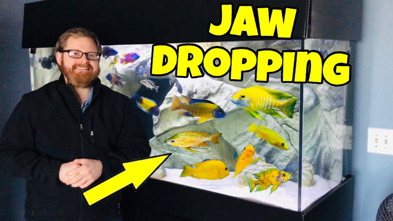 Colorful YELLOW African Cichlids (Amazing)