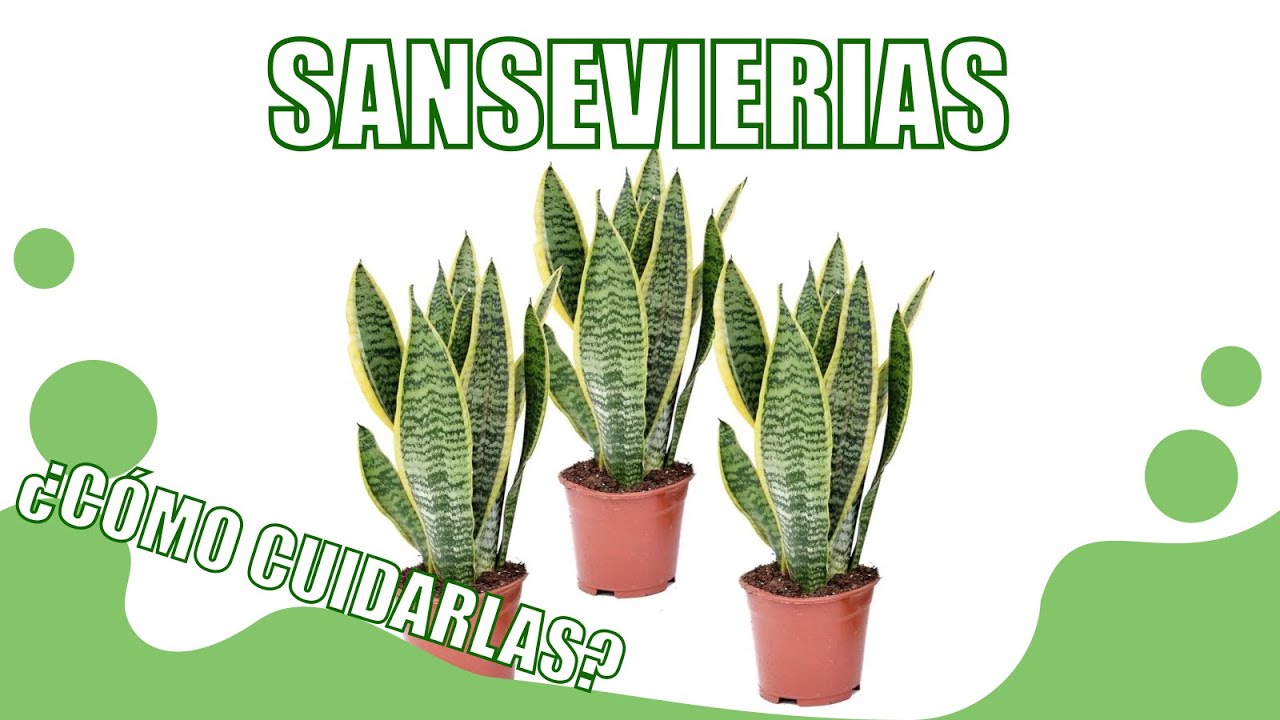 CUIDADOS de la SANSEVIERIA | Curiosidades y cuidados de la LENGUA DE SUEGRA