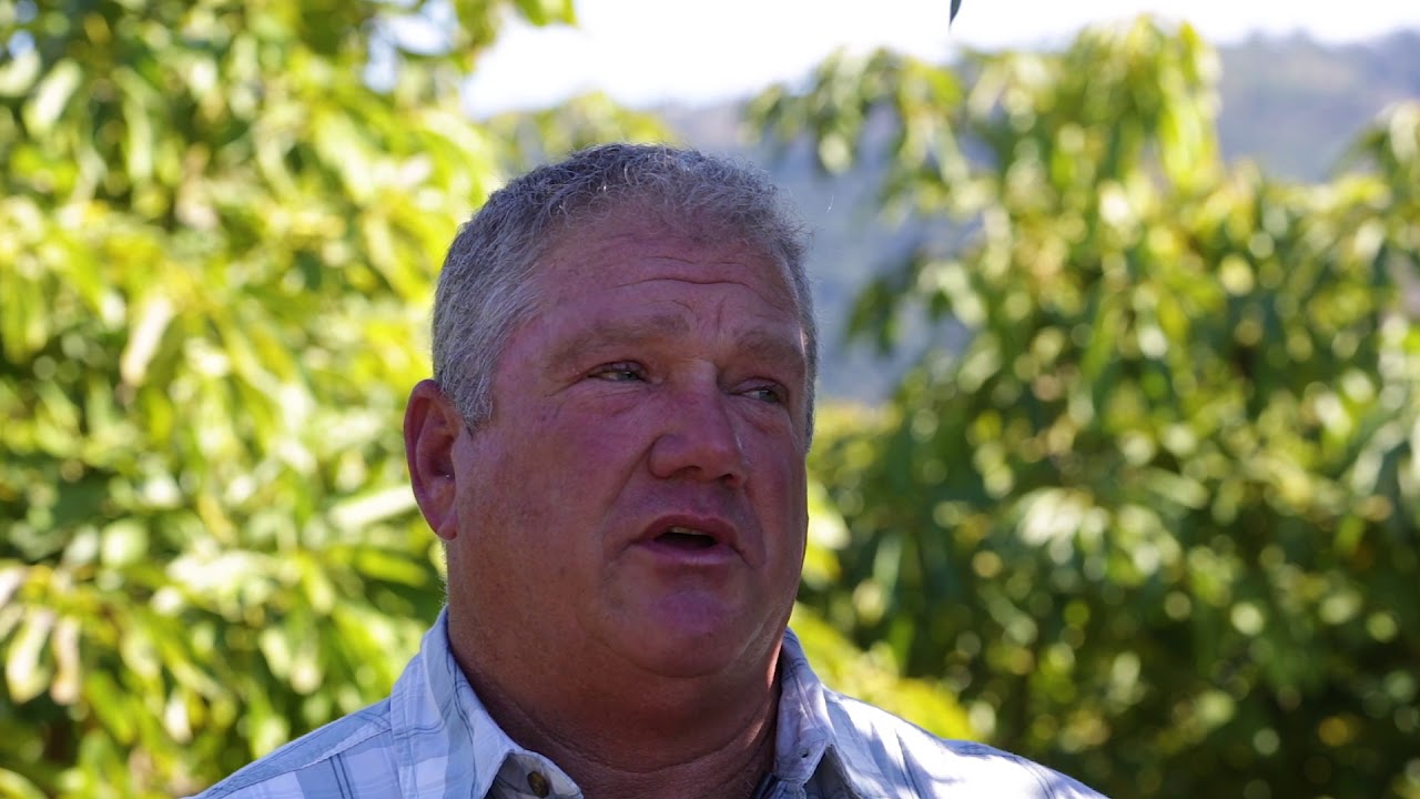 Avocado Farming in Carpinteria with Rick Shade