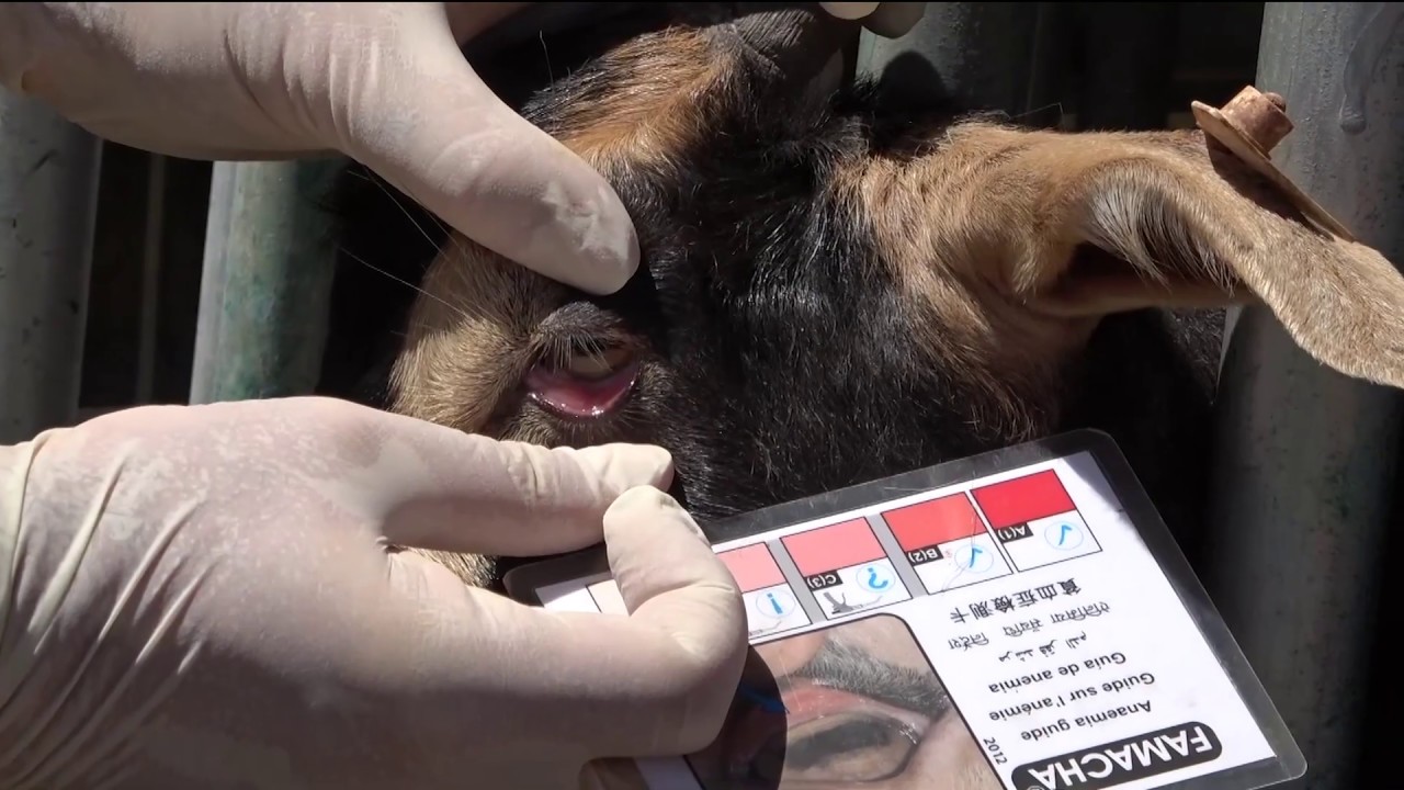 Managing Goat Parasites: FAMACHA Score