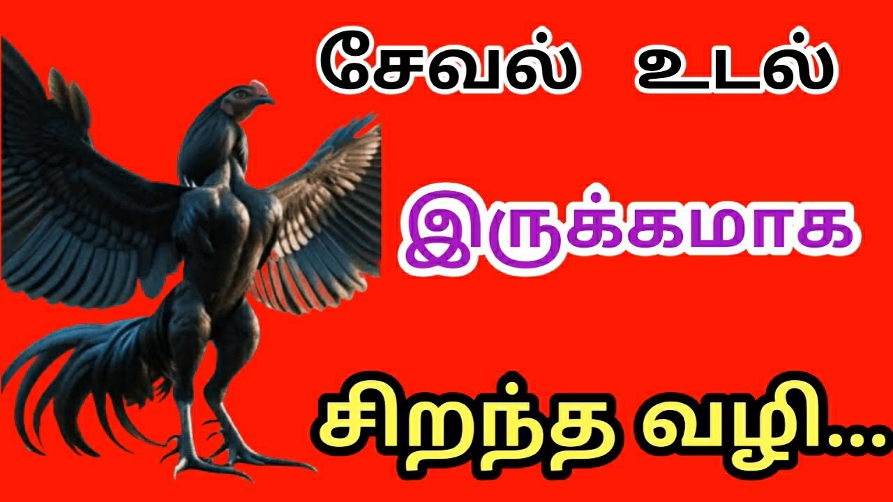 சேவல் உடல் fit ஆஹ் இருக்கமாக இருக்க சிறந்த வழி...
