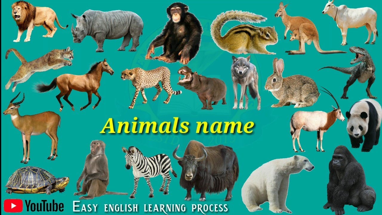 Wild animals names (जंगली जानवरों का नाम) Pictur And Sounds | wild animals names hindi