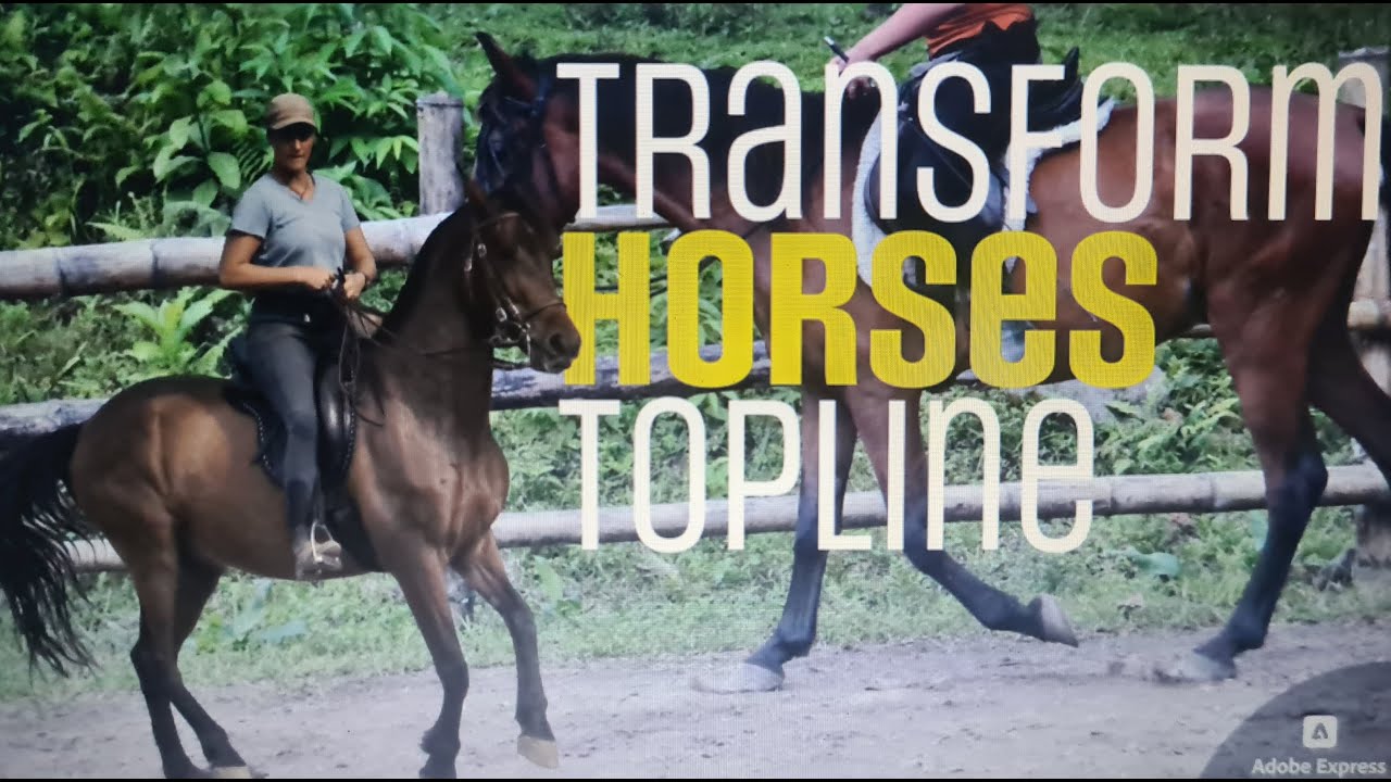 Lift up horses back or withers? Transformation of my horses topline.