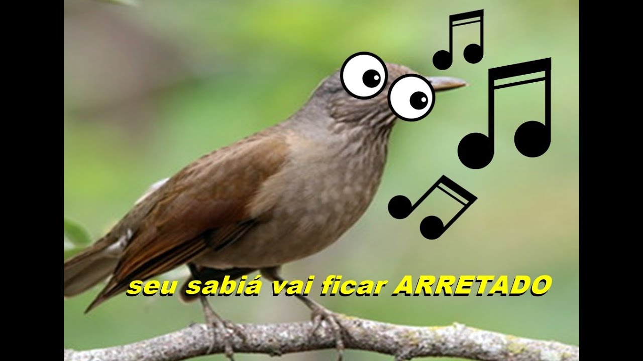 Deixe seu Sabiá pardo arretado VAI CANTAR ATE MORRER !