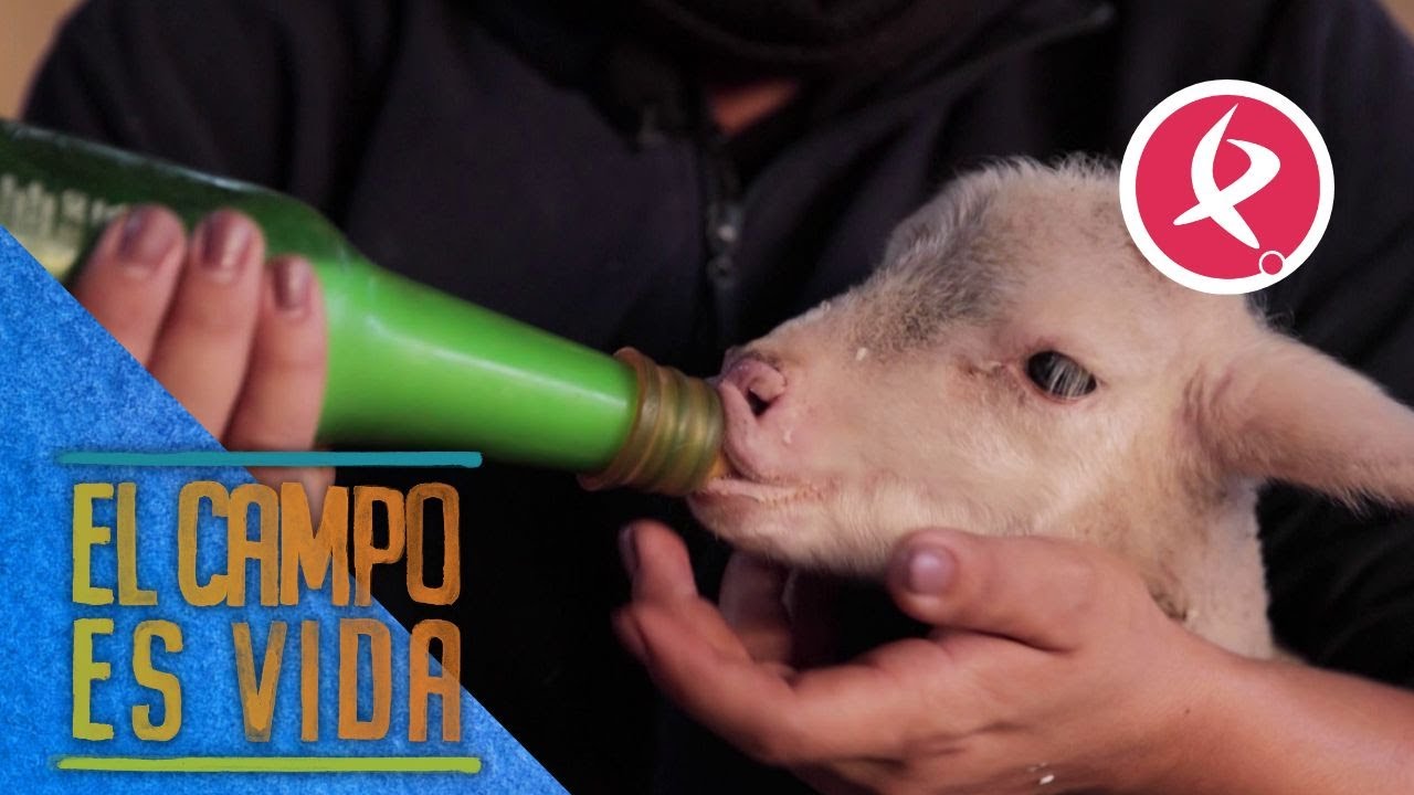 La guardería de Chabeli| El campo es vida