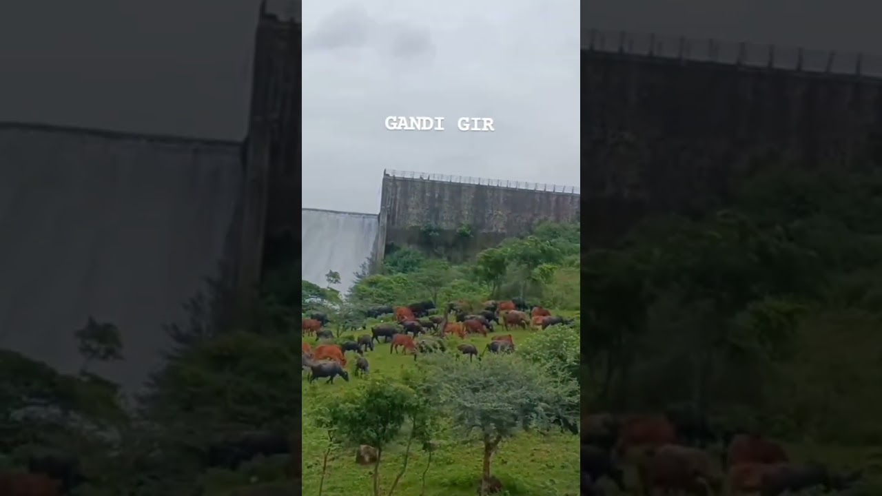 #top10 #vairalvideo #ram #subscribe #animals #gandigir #shortvideo #cow #girgay
