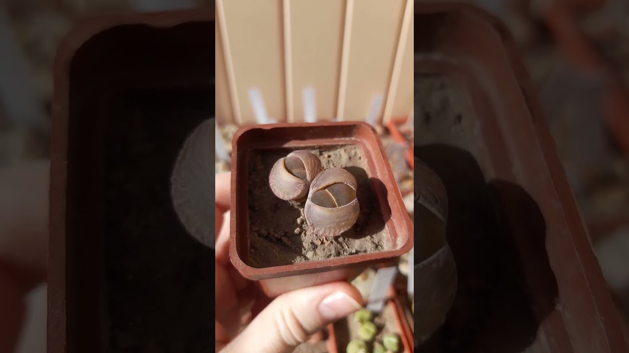 Lithops lesliei brown/литопс линяет
