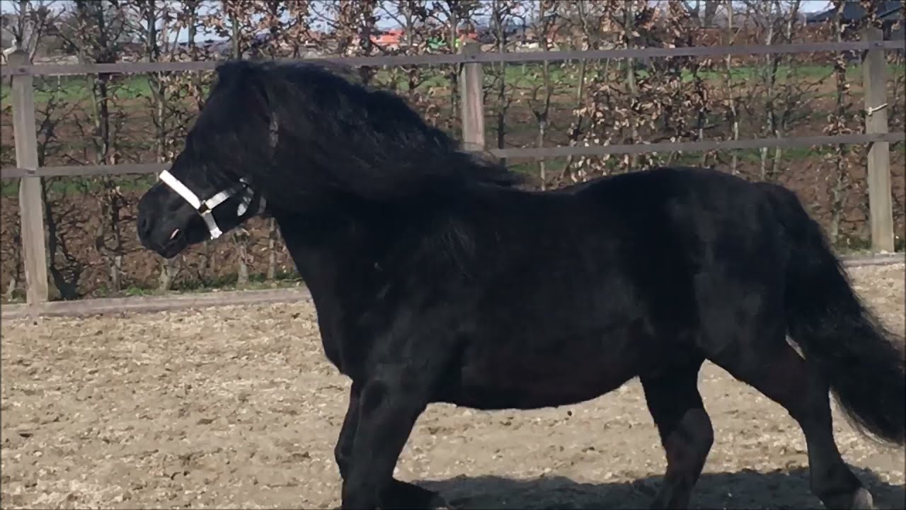 Nelantines van de Groote Woerd