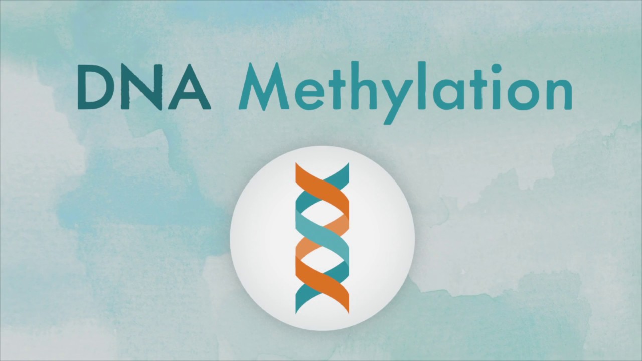 How DNA methylation works