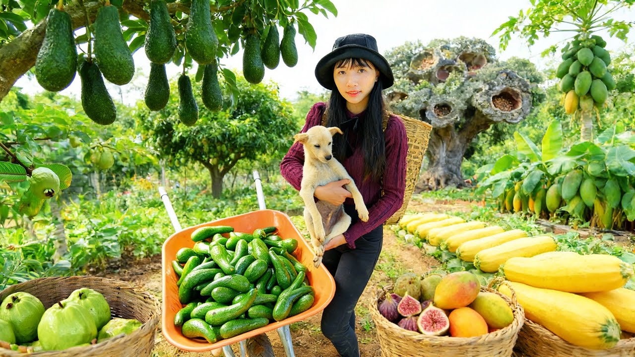 Harvest, Sell, Cook With: Long Avocado, Guava, Fig, Green Mango, Zucchini - Girl Solo Farm