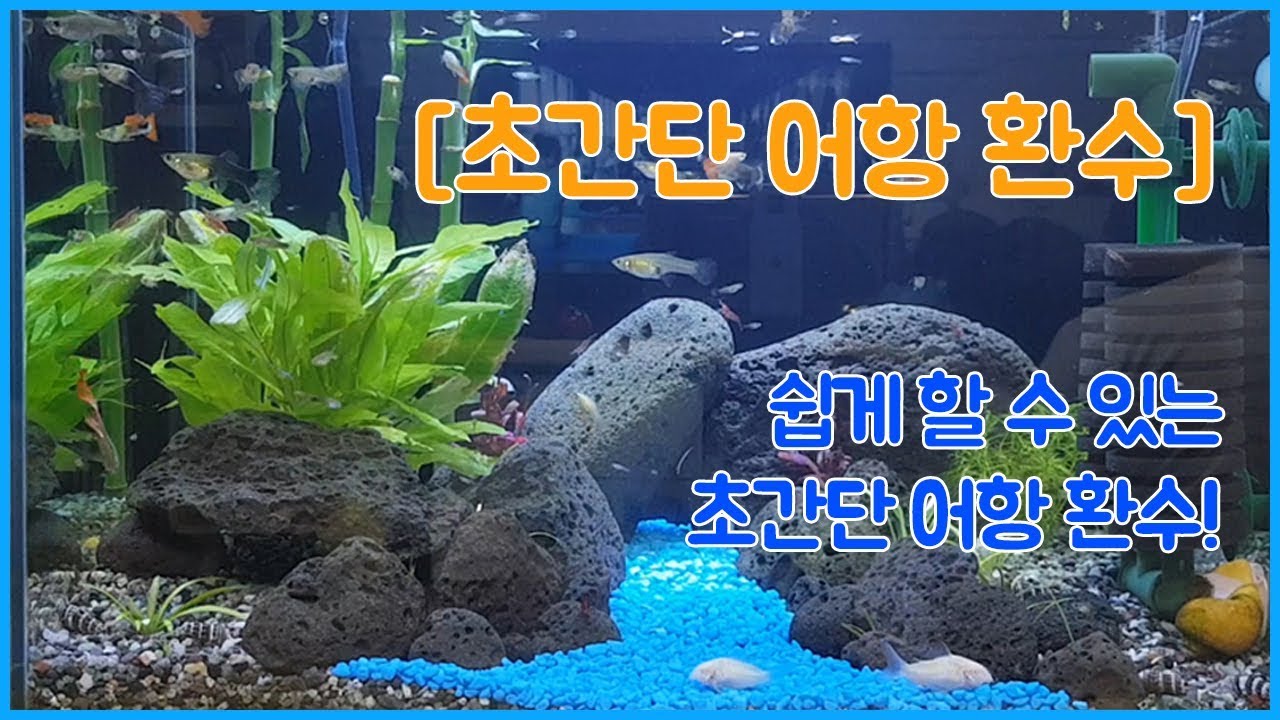 구피 어항환수 방법 구피키우기 어항 물갈이 쉽게해요~
