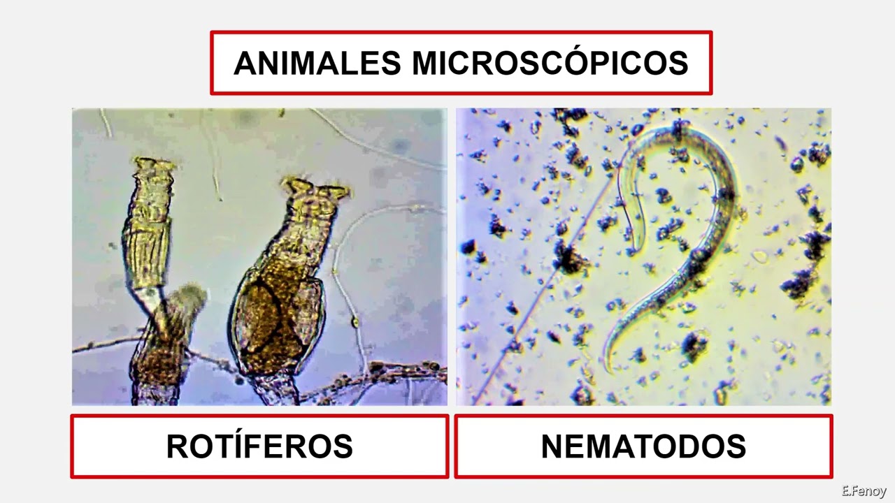 Práctica de laboratorio: MICROORGANISMOS EN UNA GOTA DE AGUA ESTANCADA