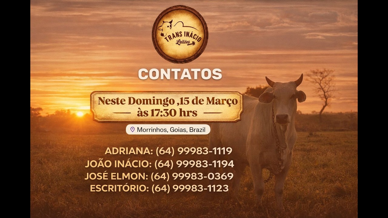 Leilão de Gado em MORRINHOS-GO, 15/03/2026  TransInácio Leilão - 17:00 Hs - Presencial e virtual.
