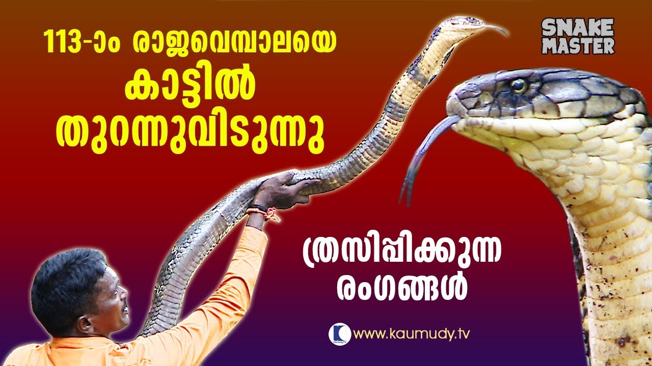 113th King Cobra released in forest | Awesome Visuals | Vava Suresh | Snake Master | Latest episode
