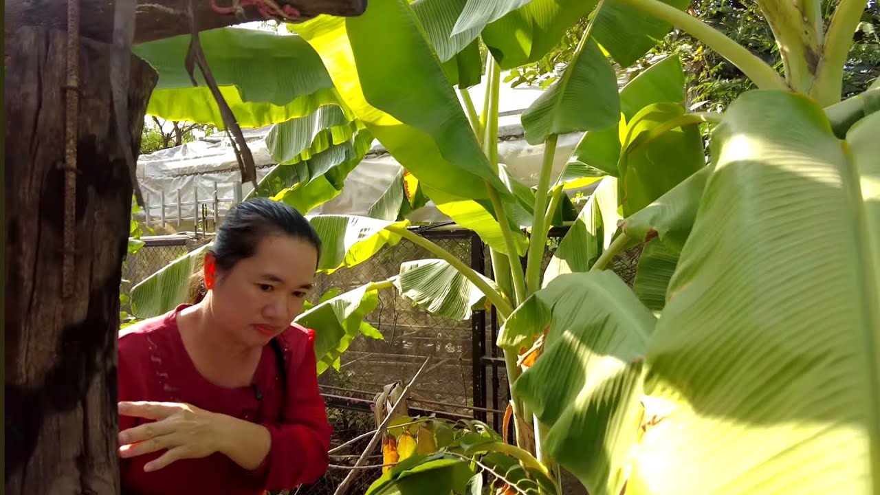 ផ្ទះជួលអោយគេ យូរៗបានទៅអើតមើលម្តង