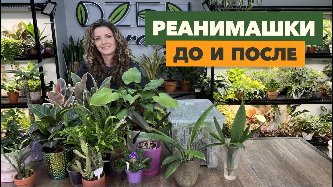 Комнатные растения до реанимации и после » Апрель 2025