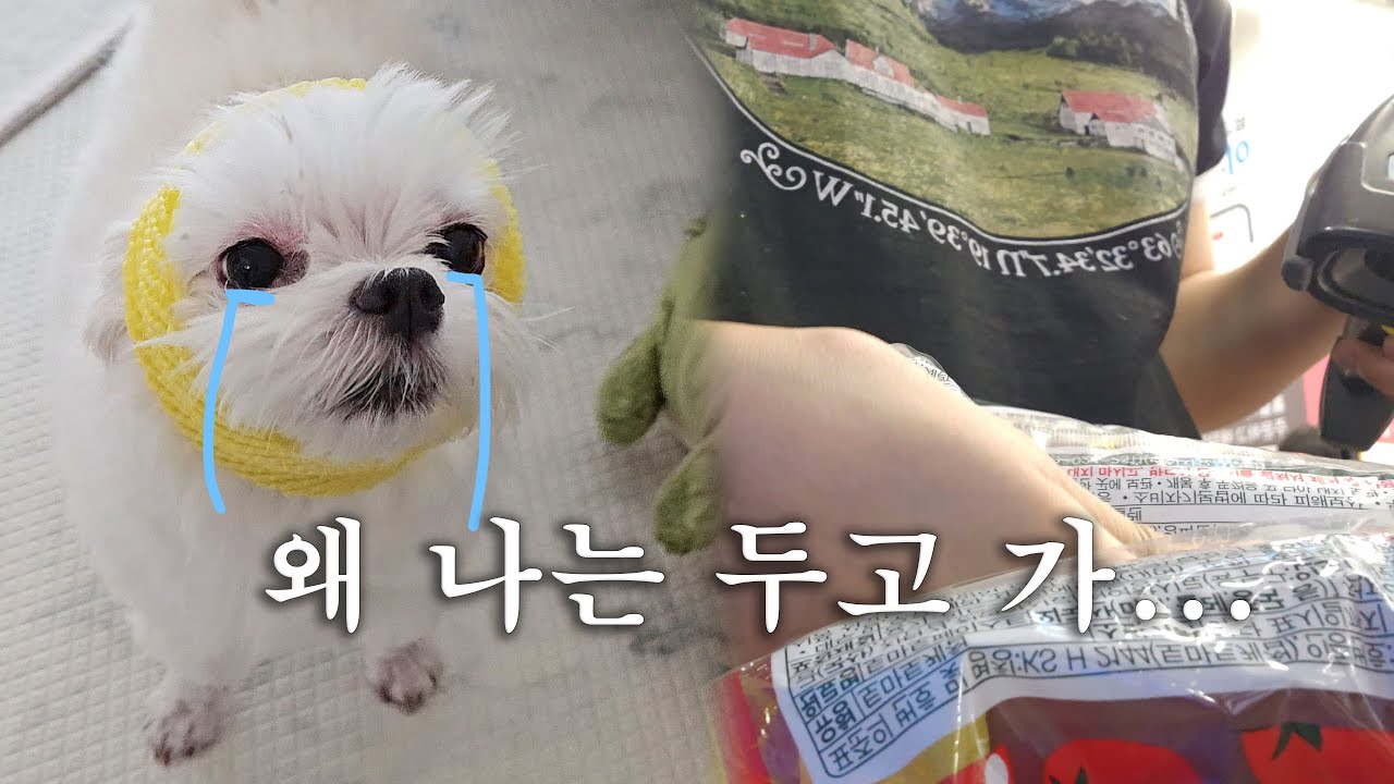 회사에 강아지 데리고 다니면 안될까요 귀여운데 | 장보고 밥 챙겨먹는 일상 VLOG