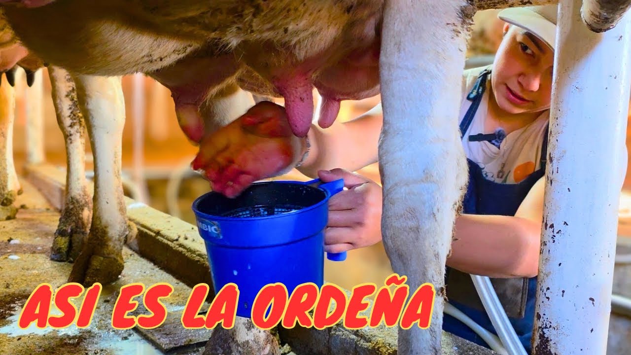 Así trabajan padre e hija en este establo lechero 🐄 | Rancho La Vaquerita