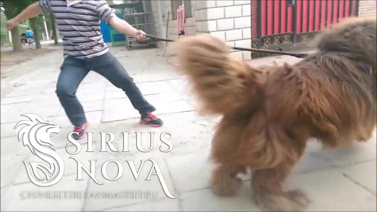Giant Tibetan Mastiff in China