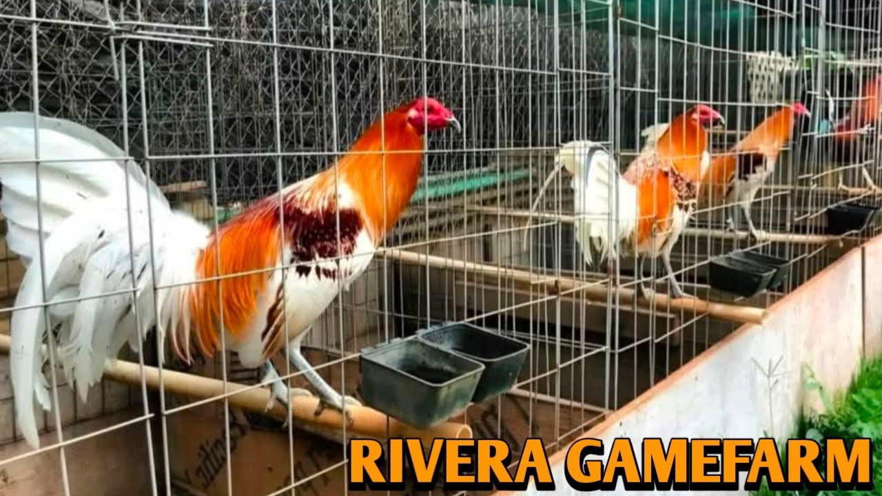 Minner Blue Redquill Juga - RIVERA FARM