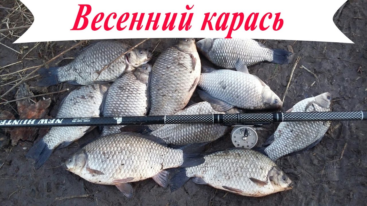 Весенний КРУПНЫЙ КАРАСЬ в марте! Рыбалка на удочку